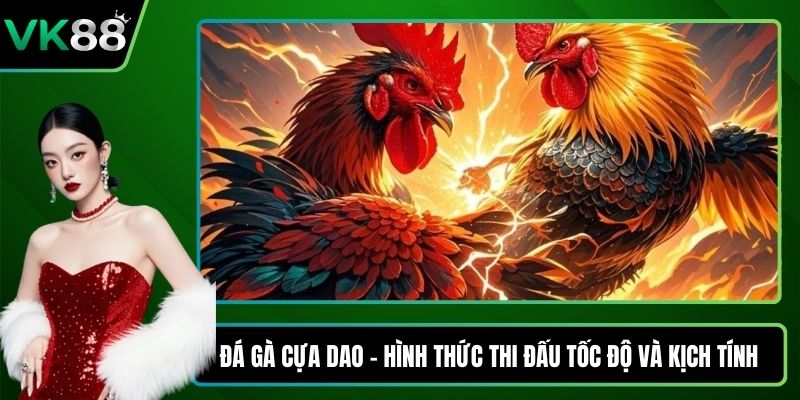 Đá gà cựa dao